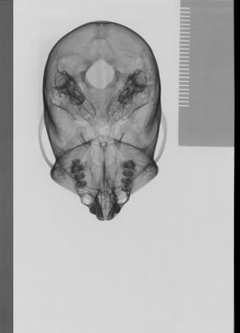 Media type: image;   Mammalogy 19796 Description: sagittal;